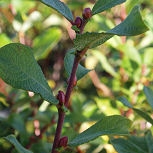 Sauce orejudo - Salix aurita