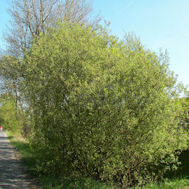 Sauce cabruno - Salix caprea