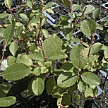 Sauce cabruno - Salix caprea