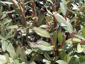 Sauce violeta - Salix daphnoides o salix acutifolia
