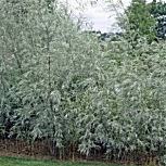 Sauce exigua o Sauce Coyote - Salix exigua