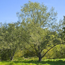 Mimbrera o Bardaguera blanca - Salix fragilis