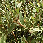 Mimbrera o Bardaguera blanca - Salix fragilis