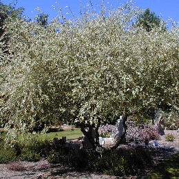 Salix integra 'Hakuro Nishiki' - Salix integra 'Hakuro Nishiki'