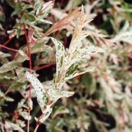 Salix integra 'Hakuro Nishiki' - Salix integra 'Hakuro Nishiki'