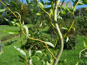 Sauce llor�n 'tortuosa' - Salix babylonica pekinensis 'tortuosa'