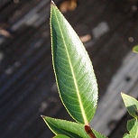 Sauce pentandra - Salix pentandra o salix laurifolia