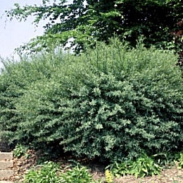 Sauce p�rpura nana - Salix purpurea 'nana' ou Salix purpurea 'fragilis'