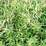 Sauce p�rpura nana - Salix purpurea 'nana' ou Salix purpurea 'fragilis'
