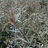 Sauce p�rpura nana - Salix purpurea 'nana' ou Salix purpurea 'fragilis'