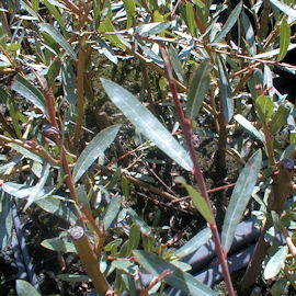Sauce p�rpura - Salix purpurea