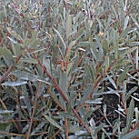 Sauce p�rpura - Salix purpurea