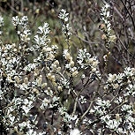 Salicion arenariae - Salix repens o Salix repens 'Argentea'