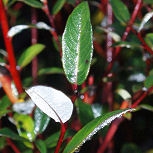 Salicion arenariae - Salix repens o Salix repens 'Argentea'