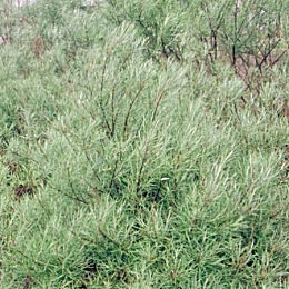 Sauce de hojas de romero - Salix rosmarinifolia