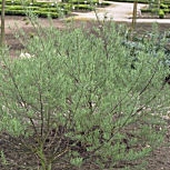 Sauce de hojas de romero - Salix rosmarinifolia