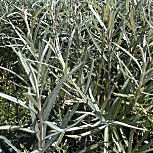 Sauce de hojas de romero - Salix rosmarinifolia