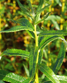 Sarga - Salix triandra