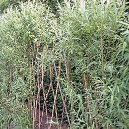 Sauce mimbre - Salix viminalis