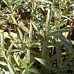 Sauce mimbre - Salix viminalis