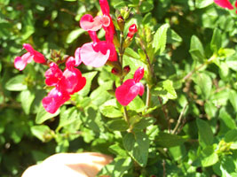 Salvia de Graham - Salvia grahamii