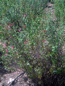 Salvia de Graham - Salvia grahamii