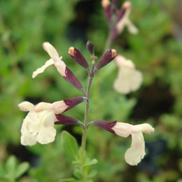 Salvia Melen - Salvia x jamensis 'Melen'