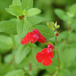 Salvia Pluenn - Salvia x jamensis 'Pluenn'