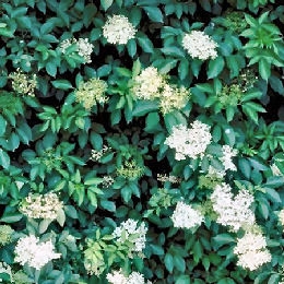 Sa�co - Sambucus