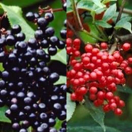 Sa�co - Sambucus