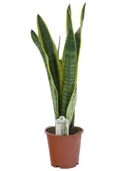 Sansevieria �Laurentii�, lengua de tigre - Sansevieria trifasciata 'Laurentii' - planta de interior