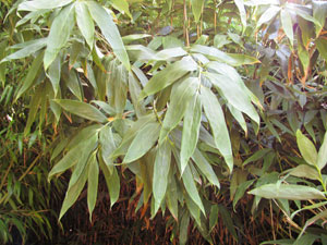 Sasa kurilensis