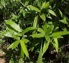 Sasa palmata Nebulosa