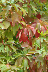 �rbol del Sasafr�s - Sassafras albidum - Follaje