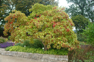 �rbol del Sasafr�s - Sassafras albidum