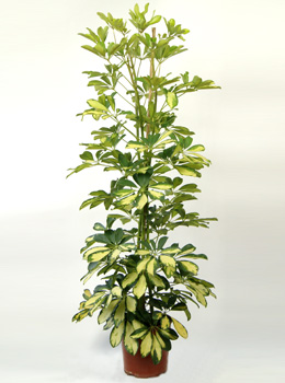Schefflera Dalton - Schefflera Dalton - planta de interior