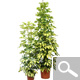 Schefflera Dalton - plante d'int�rieur