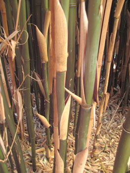 Semiarundinaria fastuosa