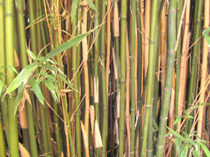 Semiarundinaria fastuosa