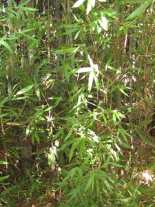Semiarundinaria Okuboi
