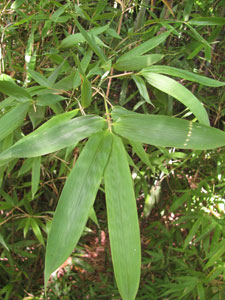 Semiarundinaria Okuboi