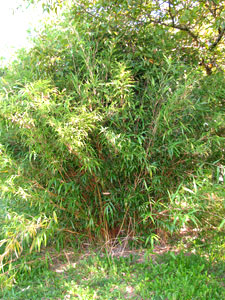 Semiarundinaria yashadake f. kimmei