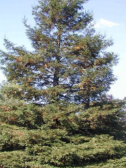 Secuoya - secuoya rojo - secoya de California - Sequoia sempervirens