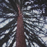 Secuoya - secuoya rojo - secoya de California - Sequoia sempervirens