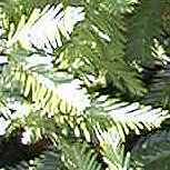 Secuoya - secuoya rojo - secoya de California - Sequoia sempervirens