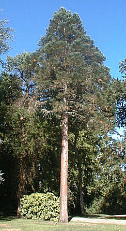 Secuoya gigante - �rbol de mamut - Sequoiadendron giganteum