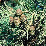Secuoya gigante - �rbol de mamut - Sequoiadendron giganteum