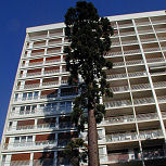 Secuoya gigante - �rbol de mamut - Sequoiadendron giganteum