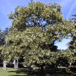 Acacia del Japón - Sophora japonica