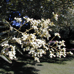 Acacia del Japón - Sophora japonica